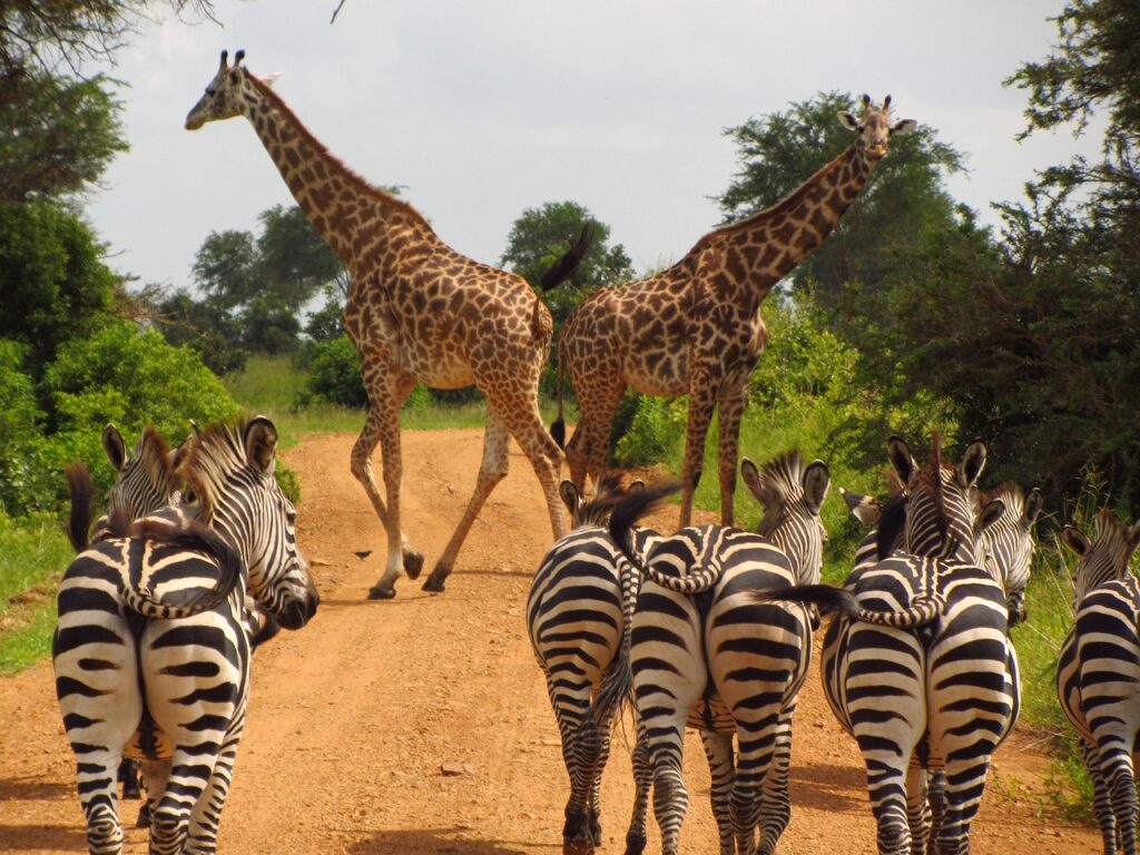 ngorongoro crater