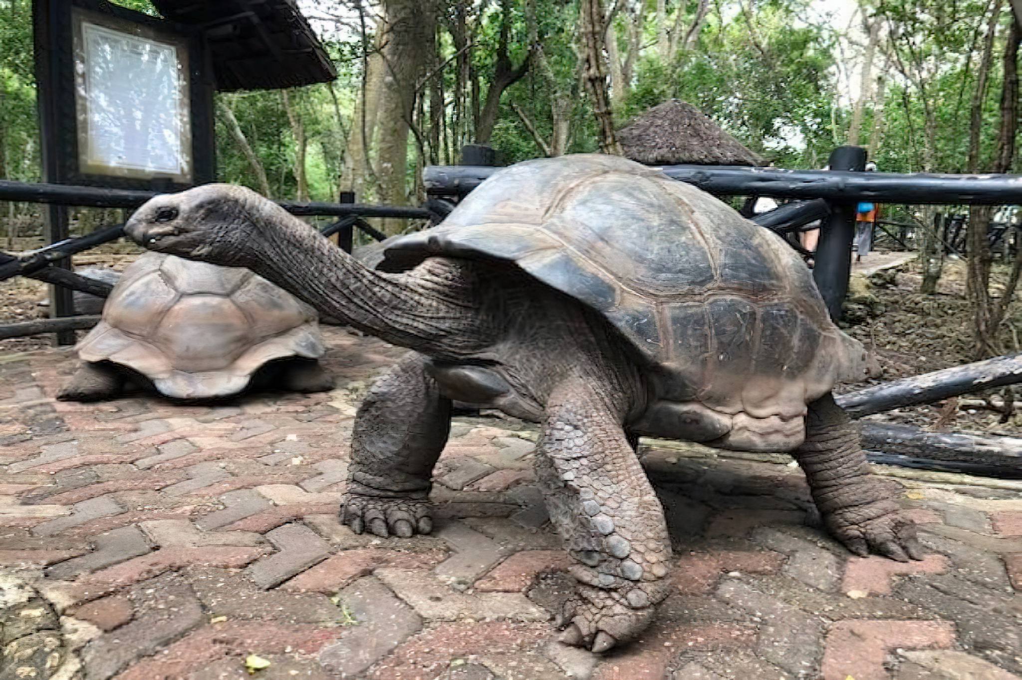 zanzibar prison island aldabra giant tortoise 01